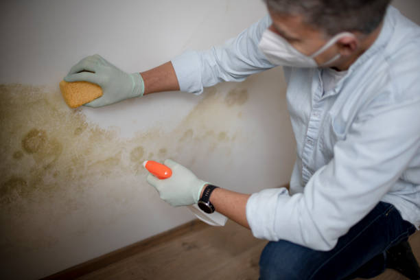 Best Post-Flood Mold Remediation in Stow, OH