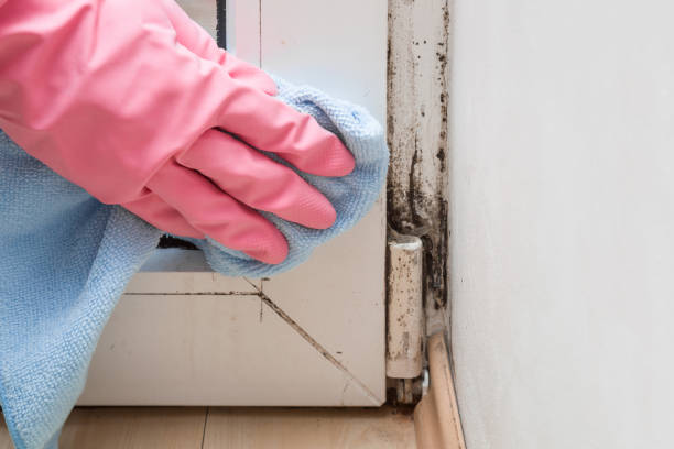 Best Residential Mold Remediation in Stow, OH